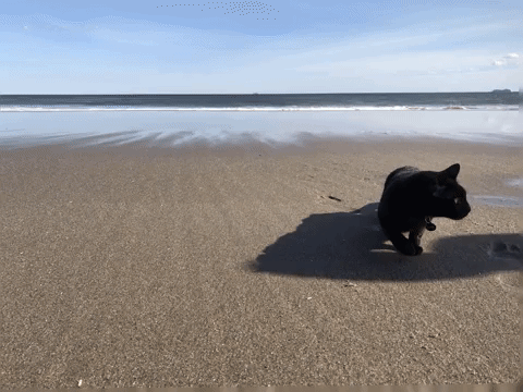 Spurlock Gif Find Share On Giphy Spurlock Gif