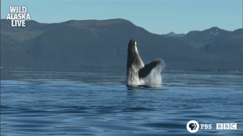 Humpback Whale Splash GIF by PBS