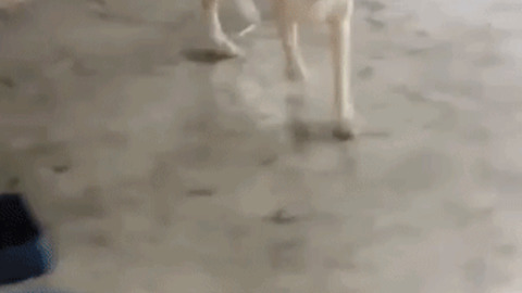 Come Meet My Puppies gif