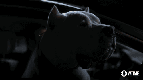 ray donovan dog breed