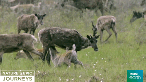 Caribou GIFs - Find & Share on GIPHY