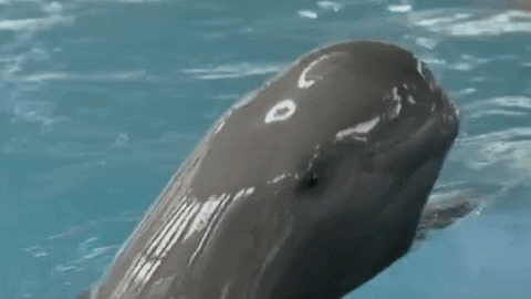 Did you do that on porpoise?