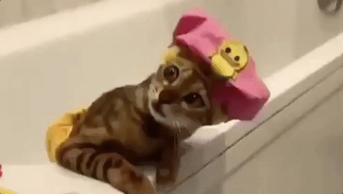 Gif of a kitten in a bathtub