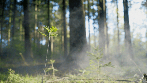 Living Stills nature cinemagraph smoke perfect loop