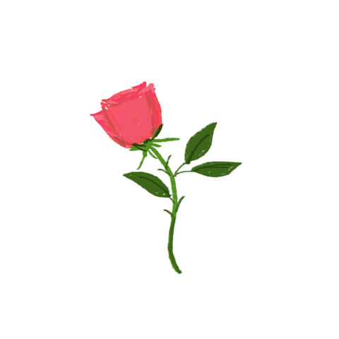 Denyse amor rose love illustration