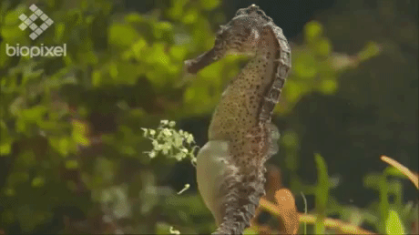 Male Seahorse Giving Birth in animals gifs