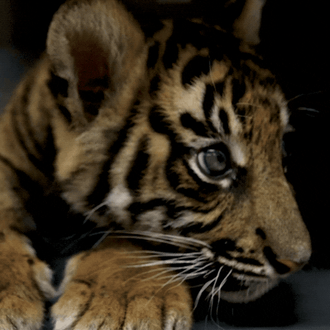 Cute Tiger GIFs - Find & Share on GIPHY