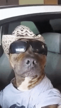 Dog Car GIF by ViralHog - Find & Share on GIPHY