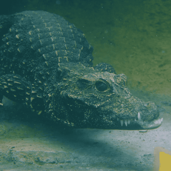 Happy Safari Park GIF by San Diego Zoo - Find & Share on GIPHY