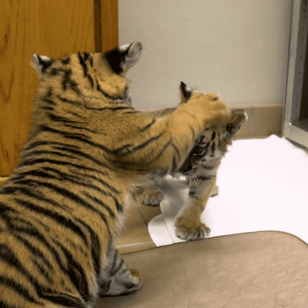 Baby Animals Love GIF by San Diego Zoo Find & Share on GIPHY