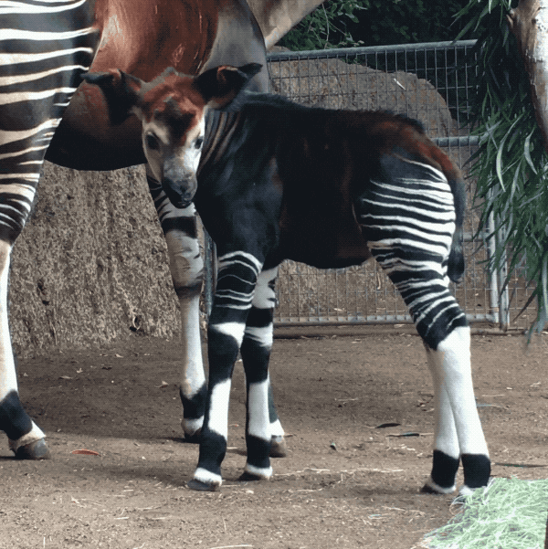Happy Baby Animal GIF by San Diego Zoo Find & Share on GIPHY