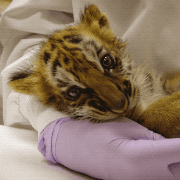 Baby Animals Love GIF by San Diego Zoo Find & Share on GIPHY