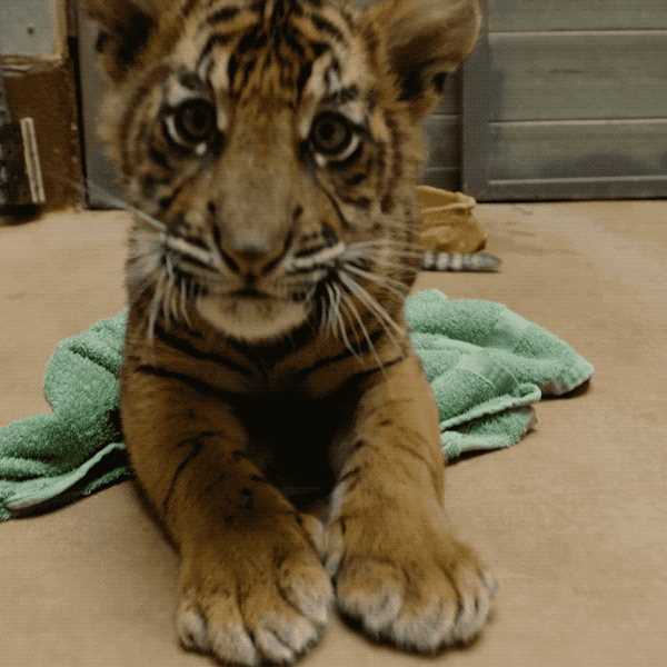 Happy Baby Animals GIF by San Diego Zoo - Find &amp; Share on GIPHY