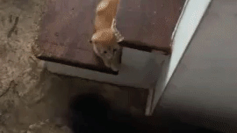 Cats are always ready to fight