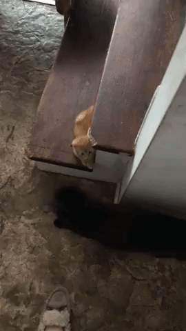 Cats are always ready to fight in animals gifs