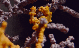 Pygmy Seahorse GIFs - Find & Share on GIPHY