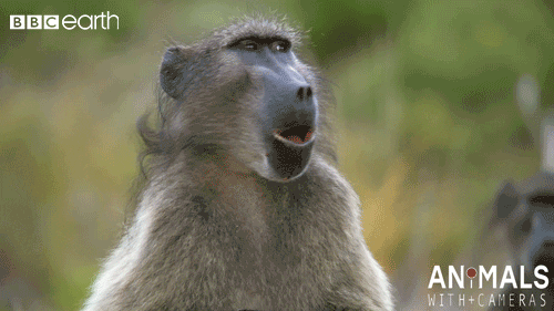 Image result for baboon yawning gif