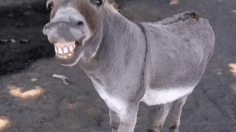 Happy Donkey gif