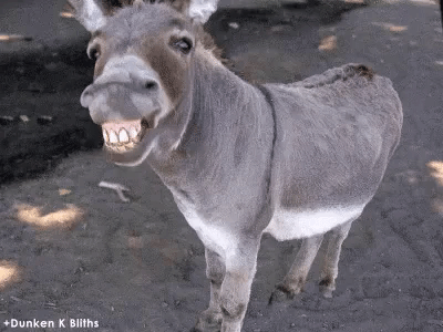 Happy Donkey in reactions gifs