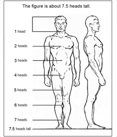 Body Proportions, Modeling