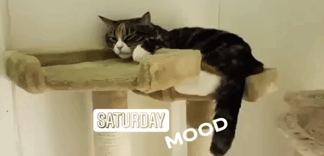 Saturday Mood in reactions gifs