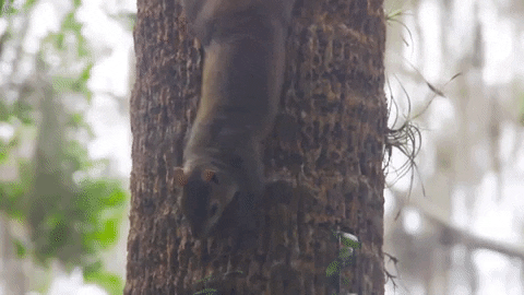 No Way What GIF by University of Florida