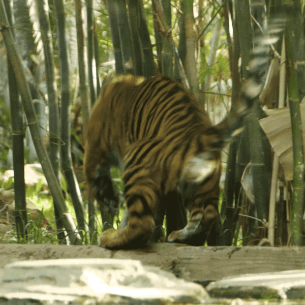 Happy Baby Animals GIF by San Diego Zoo - Find & Share on GIPHY