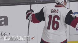 arizona coyotes