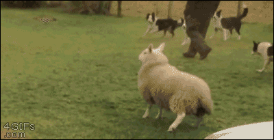 Sheep Or Dog in funny gifs
