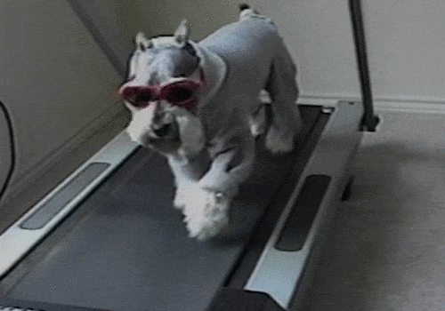 dog with sunglasses walking on treadmill