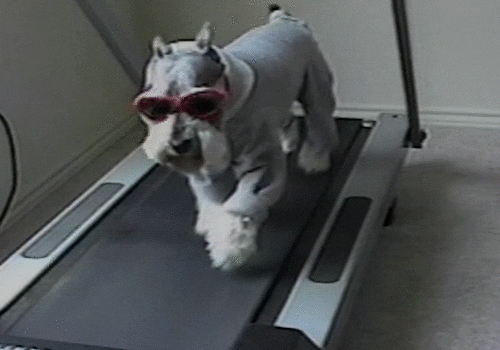 RETROFUNK dog treadmill cute