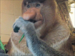 giphy.gif