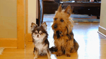 America's Funniest Home Videos funny dog fail afv
