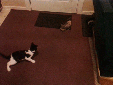 Cats Lol GIF by America's Funniest Home Videos - Find & Share on GIPHY