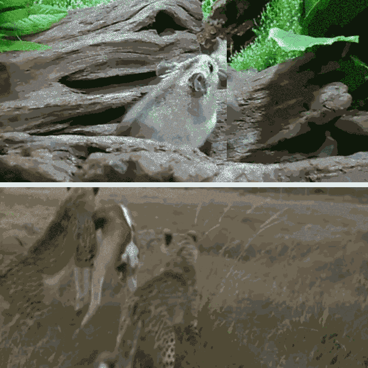 Man Mouse GIF by Josh Rigling Find & Share on GIPHY