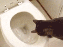 None animated GIF