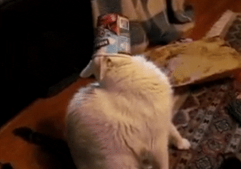 Ice Cream Lol GIF by America's Funniest Home Videos - Find & Share on GIPHY