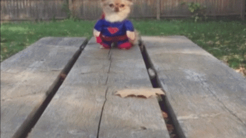 Chihuahua dressed as Superman