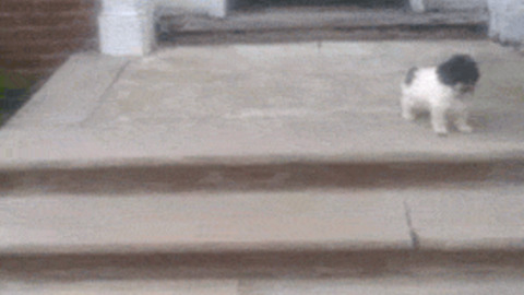 Short Cut best Gif