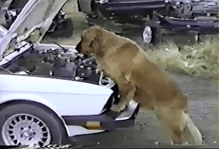 Dog inspecting car