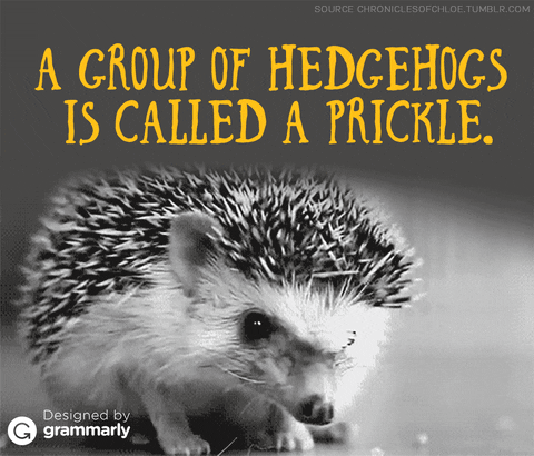 prickle group of hedgehogs grammarly grammar