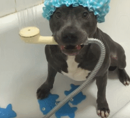 Wet Dog GIF - Find & Share on GIPHY