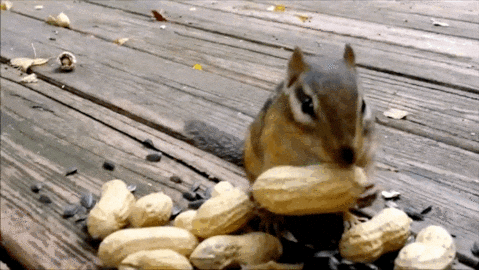 GIF By World s Funniest Find Share On GIPHY GIF By World s Funniest Find Share On GIPHY
