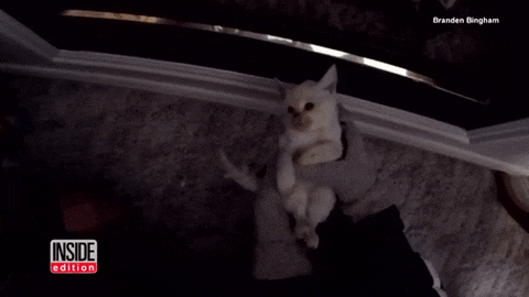 Воскрес из мёрзлых: волшебное спасение замерзшего котенка, не подававшего признаки жизни спасение замерзшего котенка, спасли окоченевшего котенка, спасли котенка почти замерз на смерть