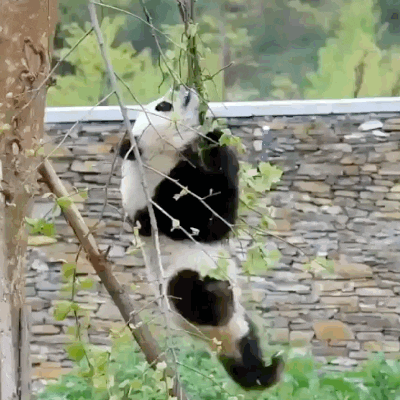 fail panda falling