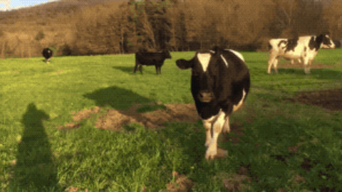 Cow Think She Is Dog