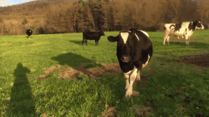 Cow Think She Is Dog in animals gifs