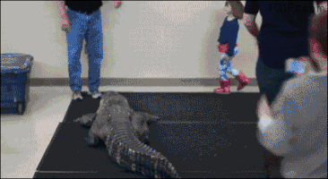 external_gif