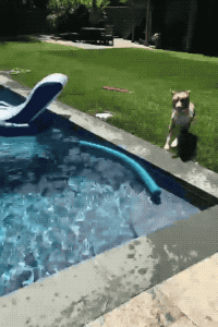 Cannonball in animals gifs