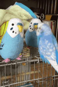 Meeting New Friend in animals gifs